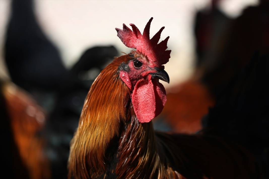 Türkiye’nin en prestijlisi! Denizli horozunu Konya koruyor 9